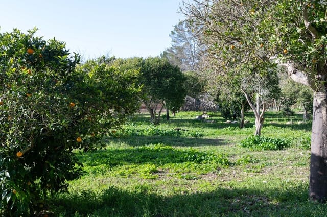 3 quarto Quinta/Casa Rural para venda em Sineu com garagem - 1 800 000 € (Ref: 9615471)