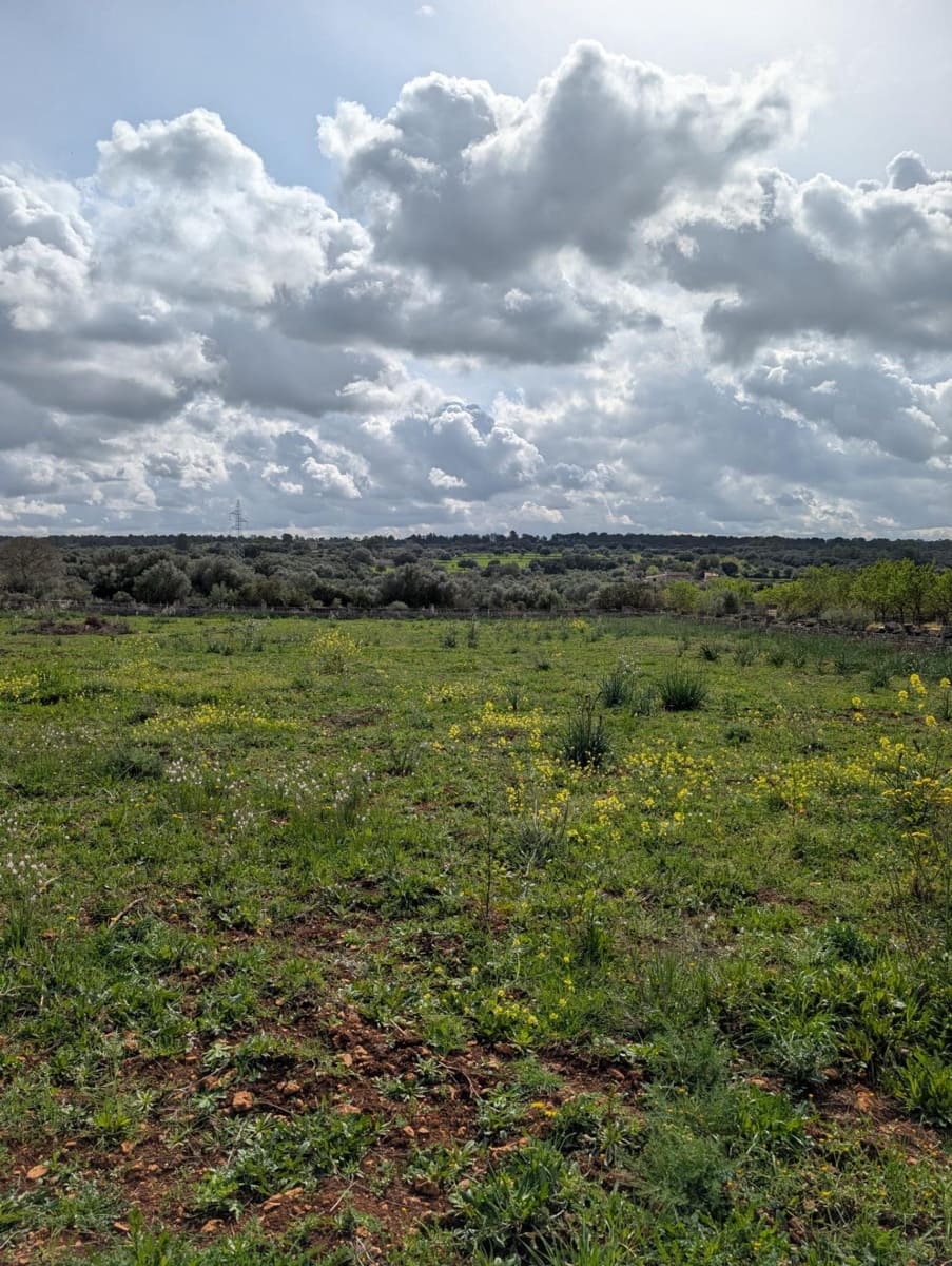 Terreno/Finca Rústica en Sineu en venta - 120.000 € (Ref: 9674243)