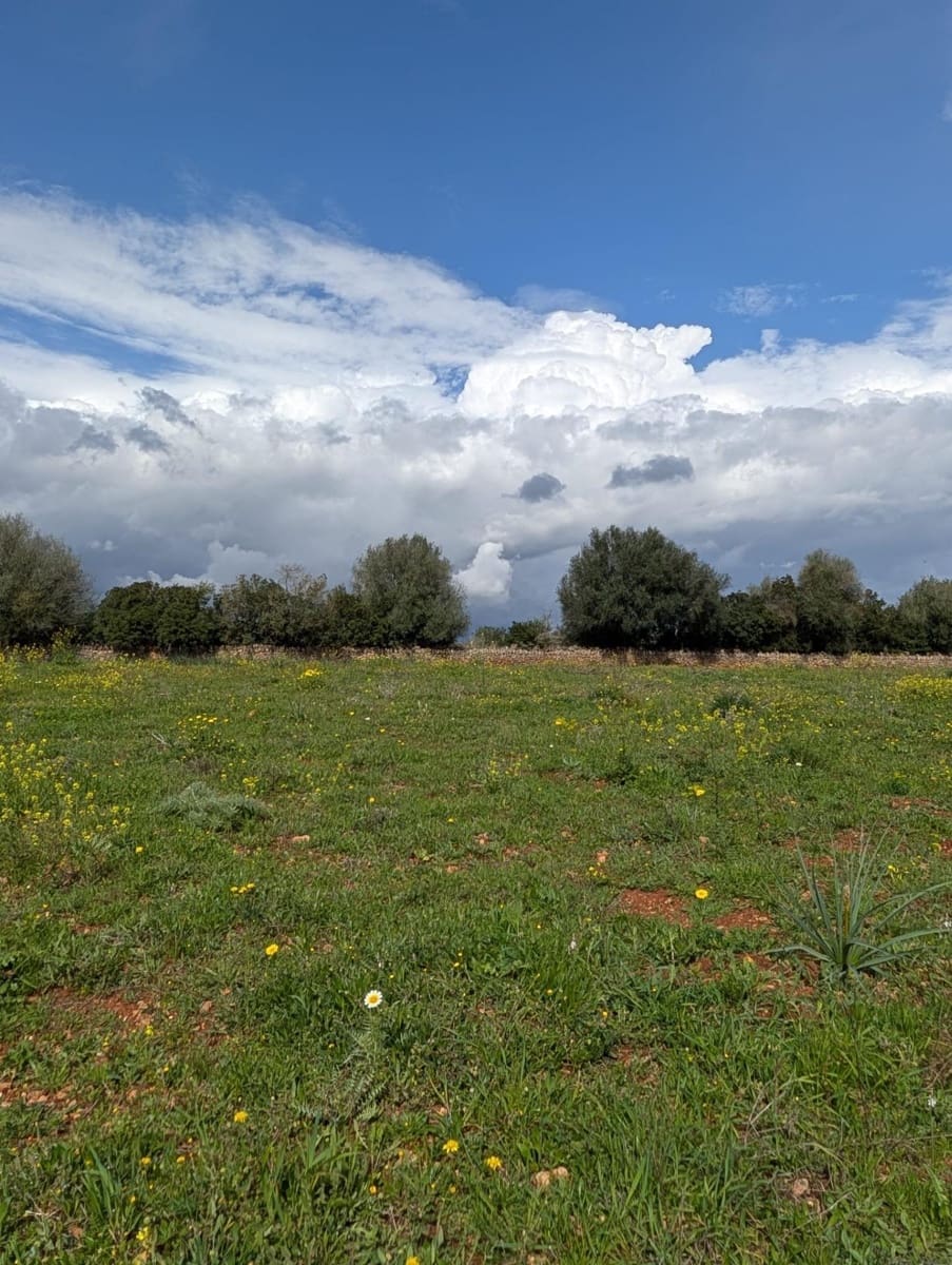 Terreno/Finca Rústica en Sineu en venta - 120.000 € (Ref: 9674243)