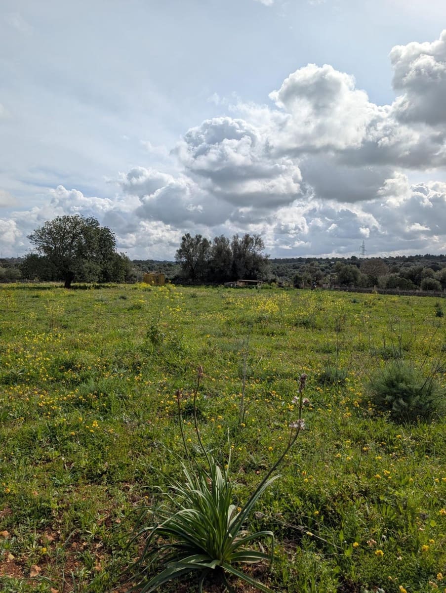 Terreno/Finca Rústica en Sineu en venta - 120.000 € (Ref: 9674243)