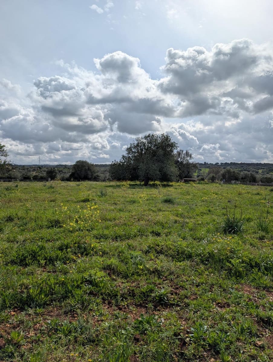 Terreno/Finca Rústica en Sineu en venta - 120.000 € (Ref: 9674243)