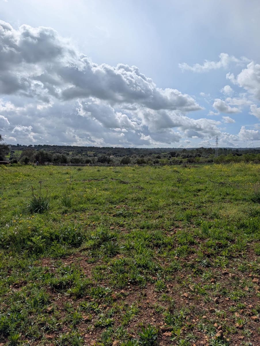 Terreno/Finca Rústica en Sineu en venta - 120.000 € (Ref: 9674243)