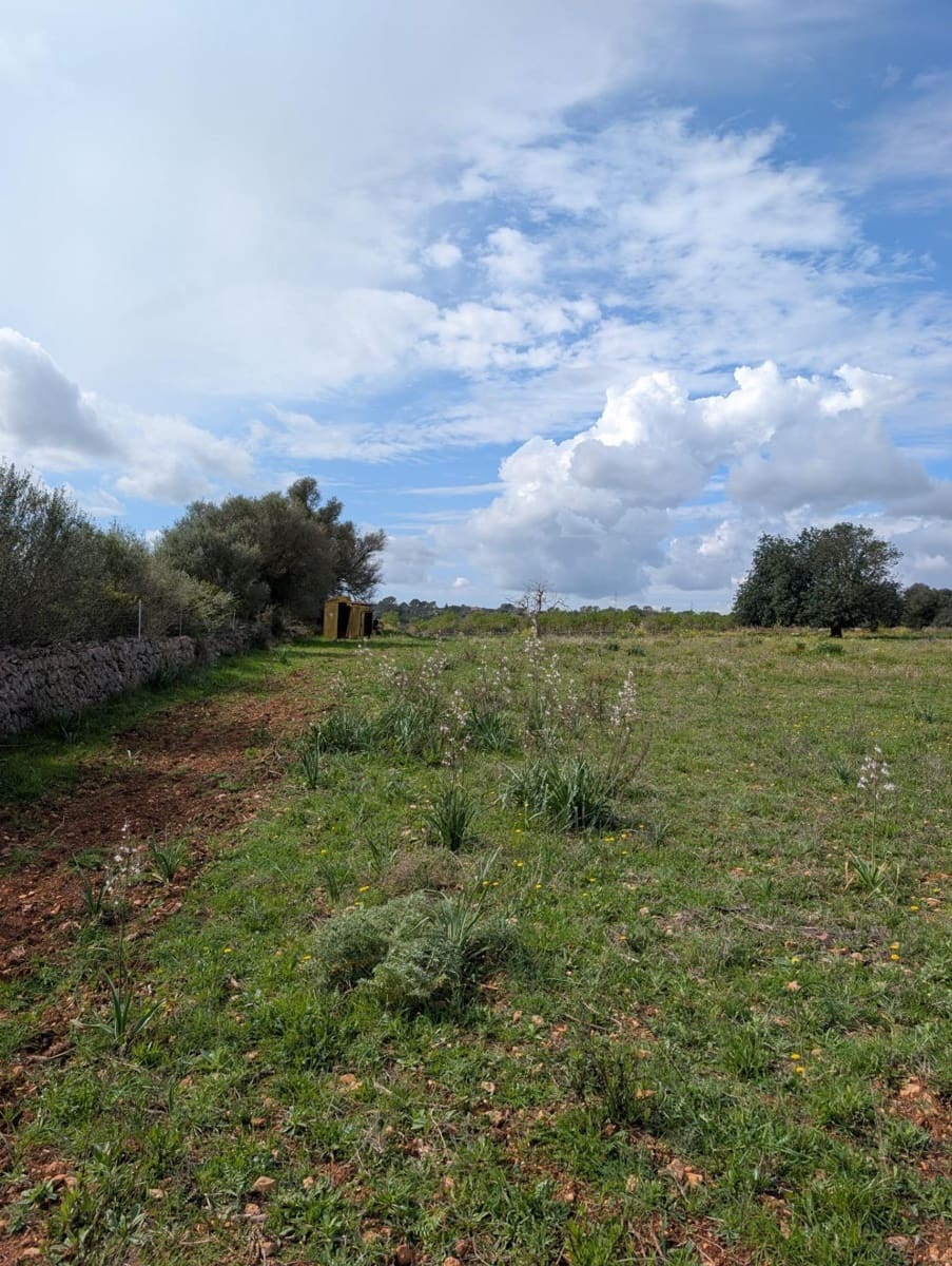 Terreno/Finca Rústica en Sineu en venta - 120.000 € (Ref: 9674243)