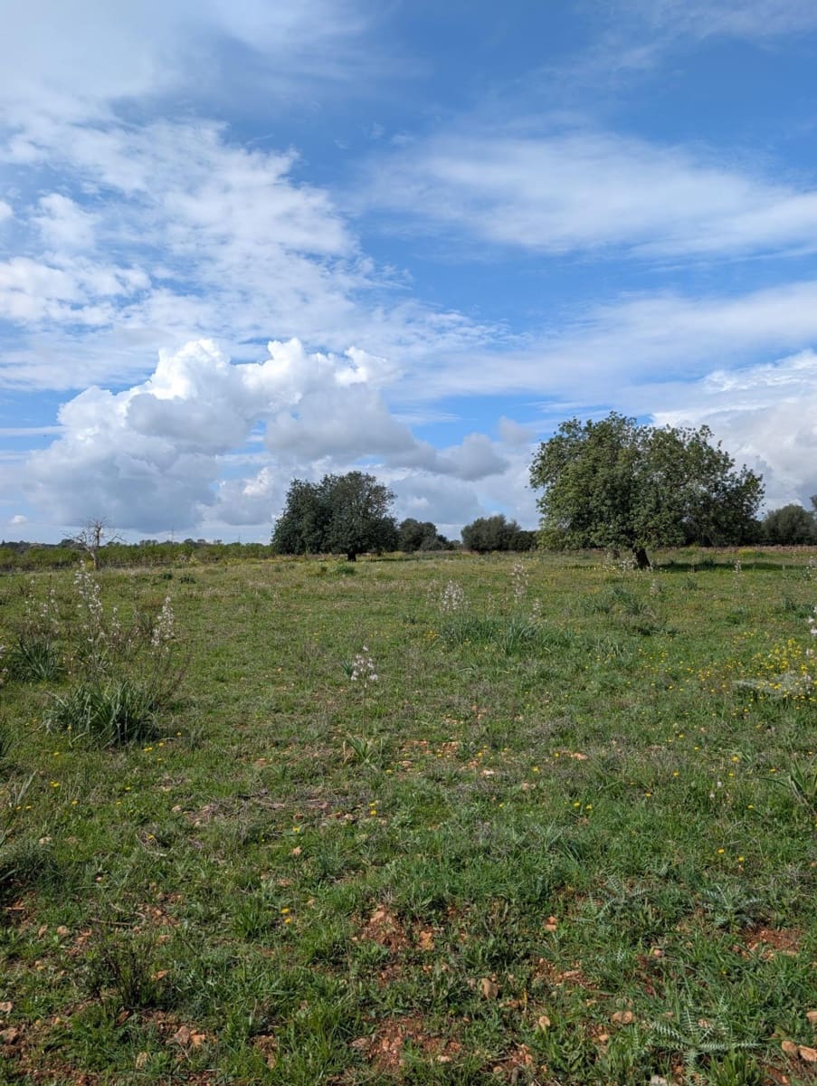 Terreno/Finca Rústica en Sineu en venta - 120.000 € (Ref: 9674243)