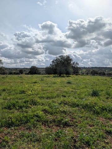 Terreno/Finca Rústica en Sineu en venta - 120.000 € (Ref: 9674243)