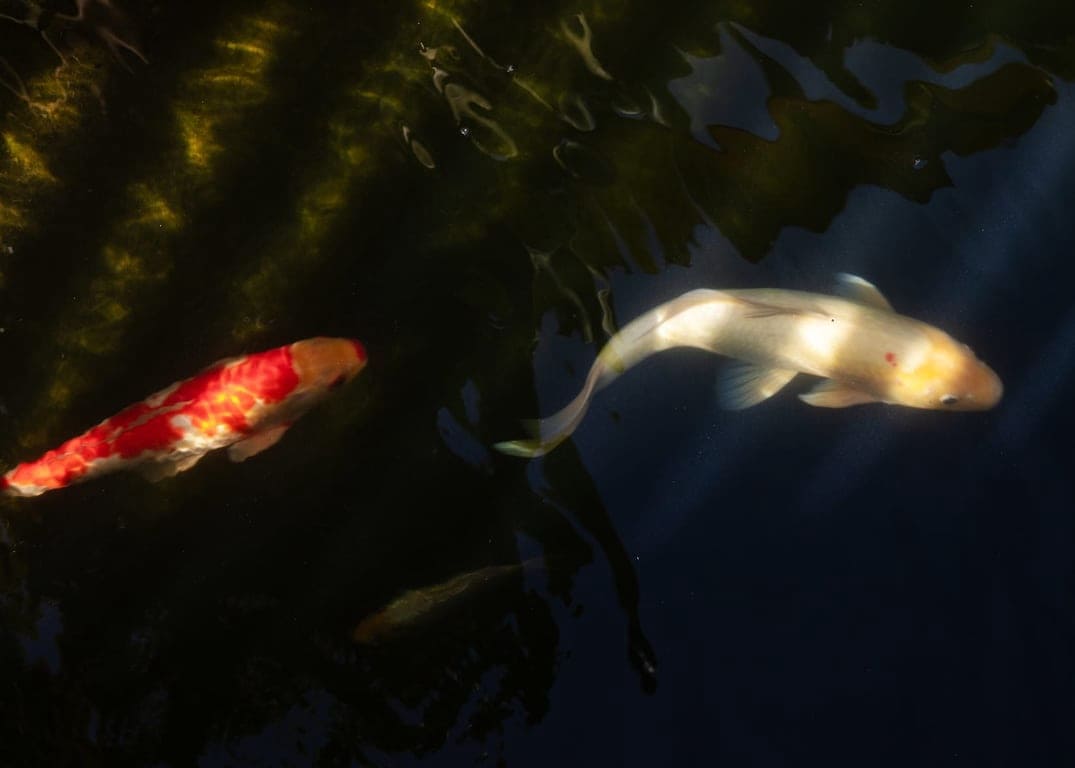 3 slaapkamer Villa te koop in Javea / Xabia met zwembad - € 2.499.000 (Ref: 9676565)