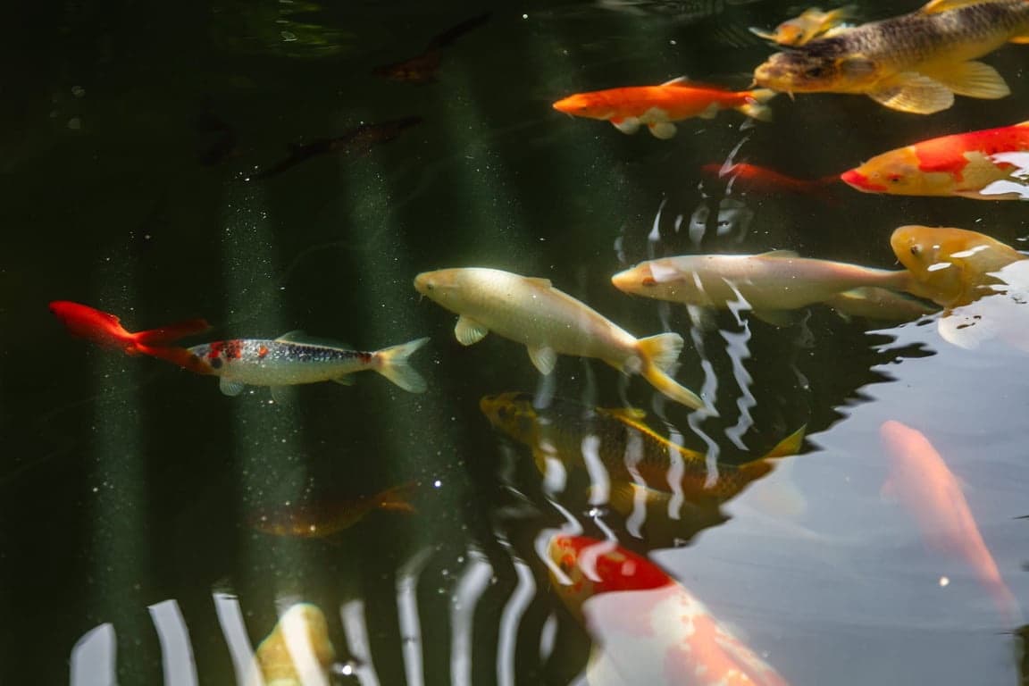 3 slaapkamer Villa te koop in Javea / Xabia met zwembad - € 2.499.000 (Ref: 9676565)