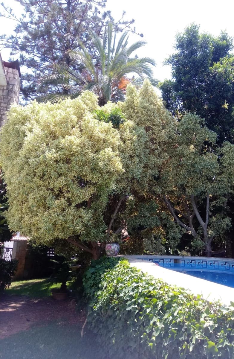 4 soveværelse Villa til salg i Torrent med swimmingpool - € 530.000 (Ref: 9215411)