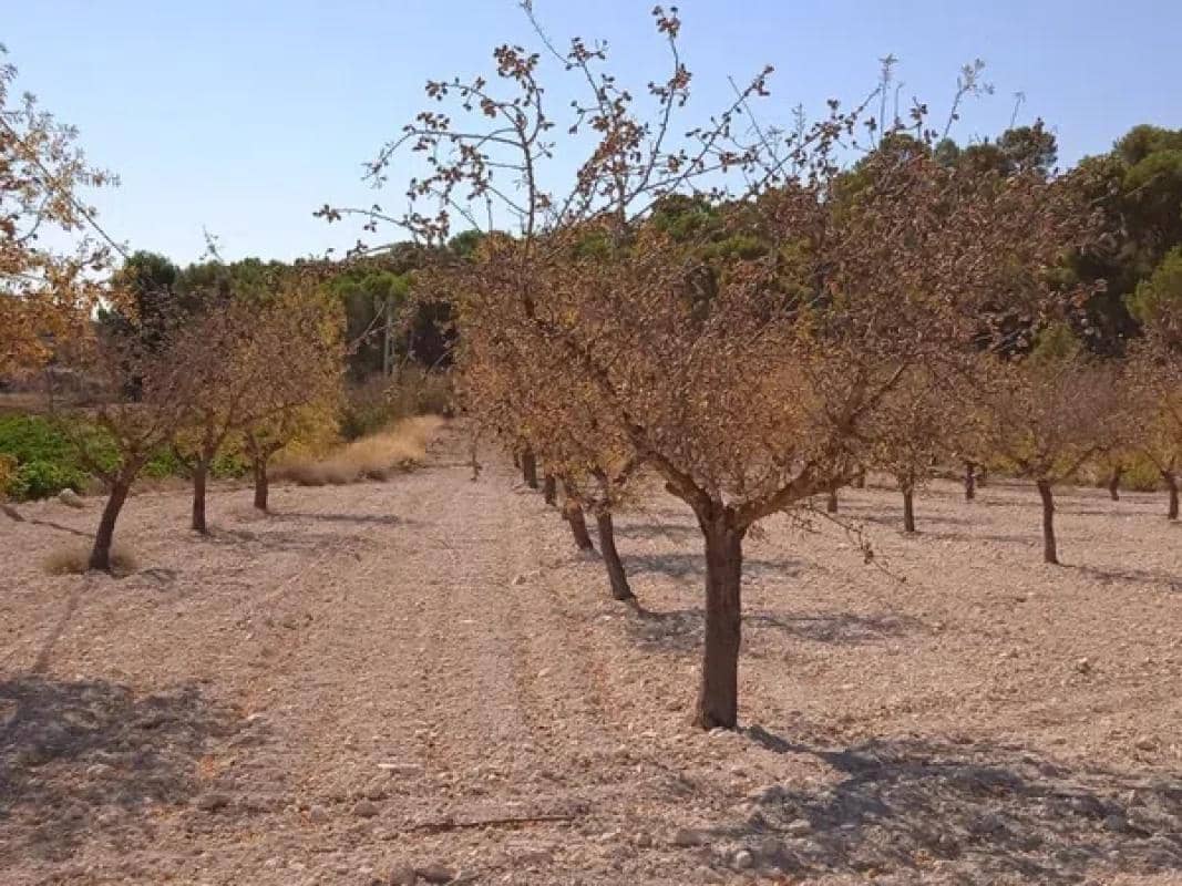 Villa til salgs i Pinoso - € 43 995 (Ref: 9853170)