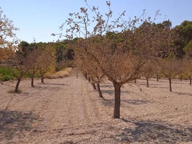 Willa na sprzedaż w Ubeda, Pinoso - 43 995 € (Ref: 9853170)