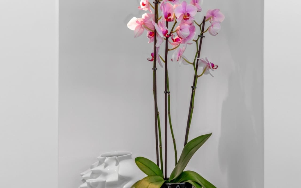 4 soveværelse Villa til salg i Guardamar del Segura med swimmingpool - € 1.390.000 (Ref: 9191747)