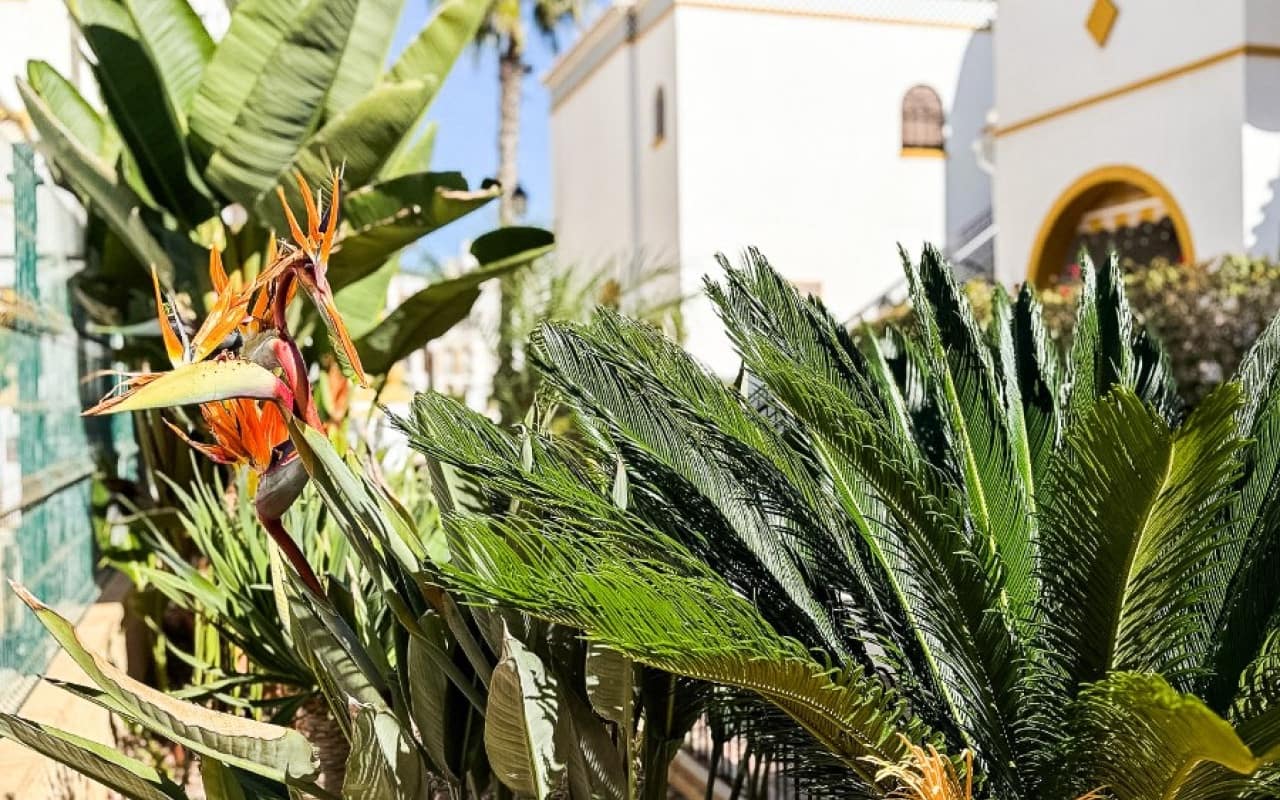 3 slaapkamer Penthouse te koop in La Mata met zwembad - € 269.000 (Ref: 9805147)