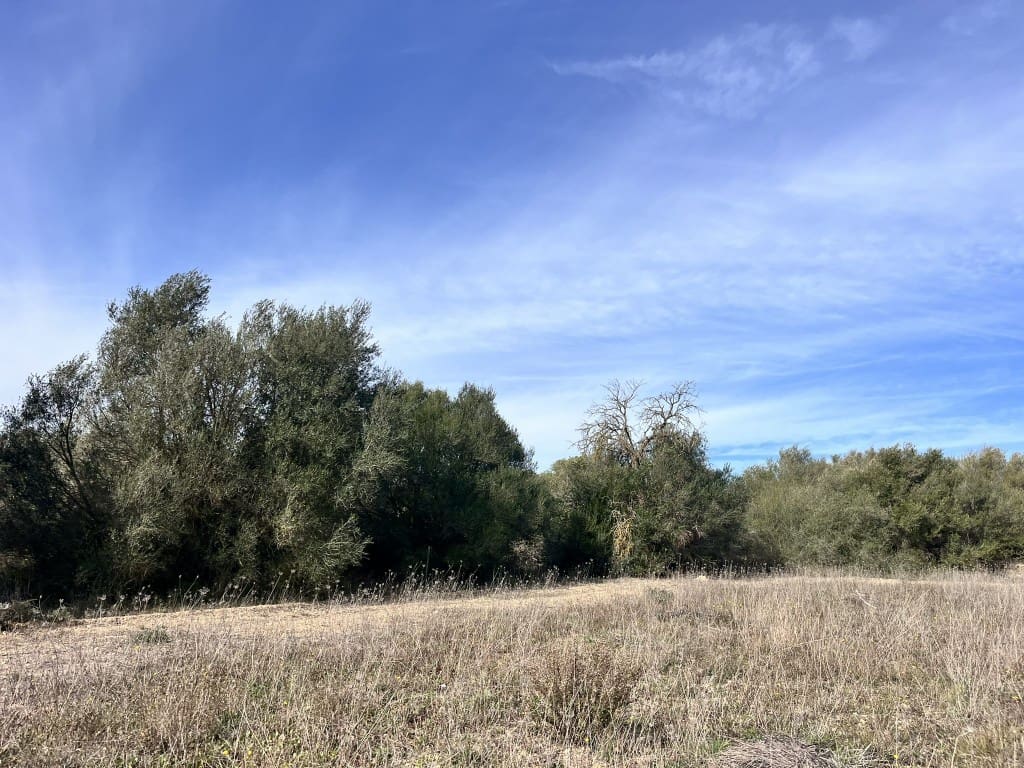 Grunde uden byggetilladelser til salg i Muro - € 279.000 (Ref: 7300128)