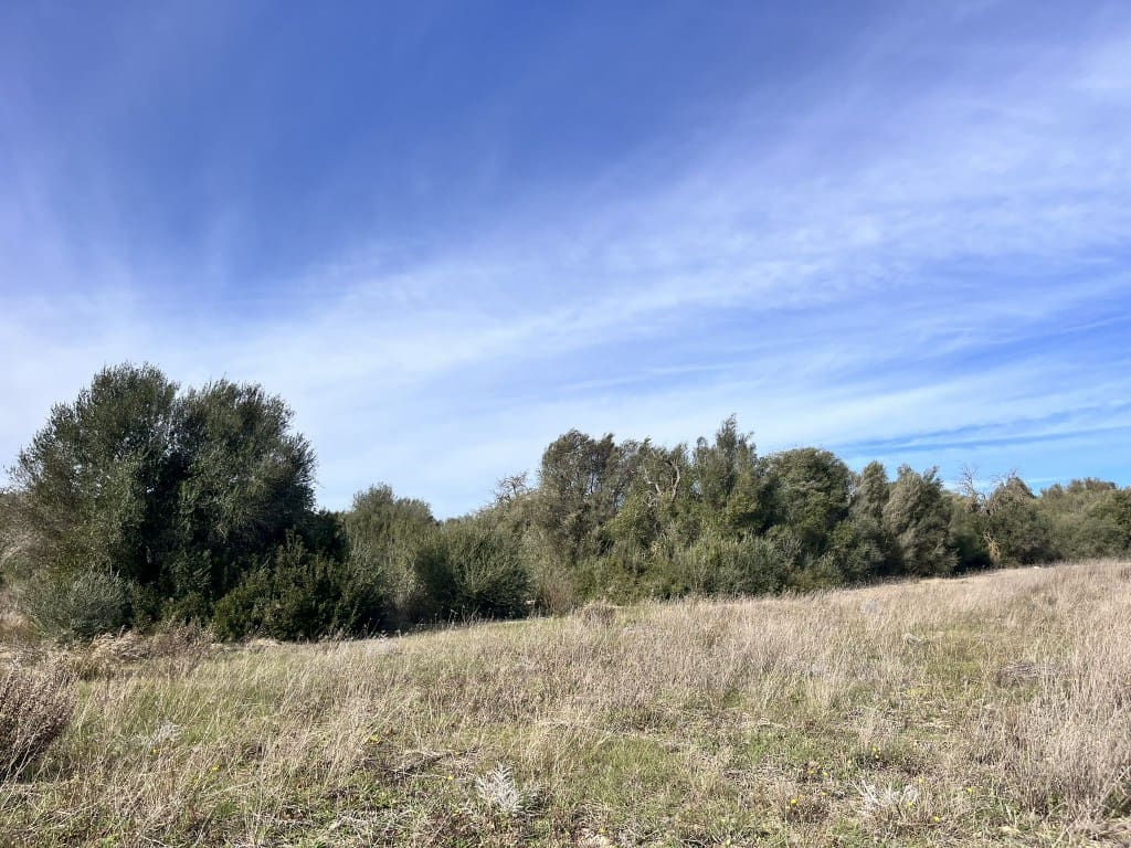 Grunde uden byggetilladelser til salg i Muro - € 279.000 (Ref: 7300128)