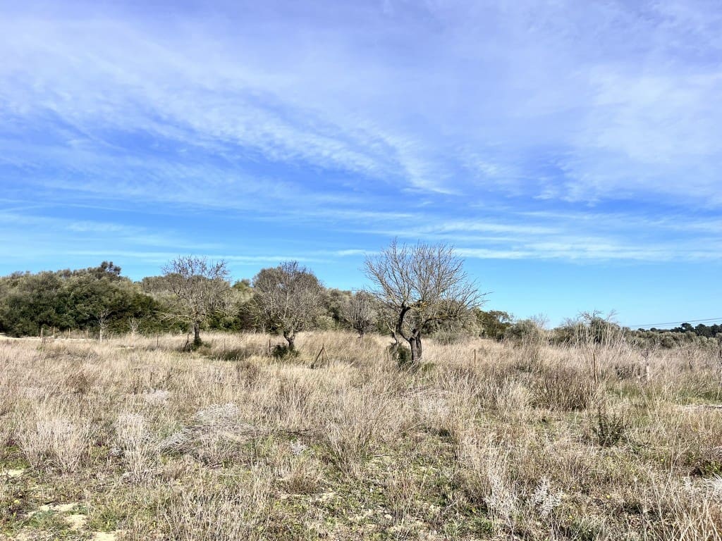 Grunde uden byggetilladelser til salg i Muro - € 279.000 (Ref: 7300128)