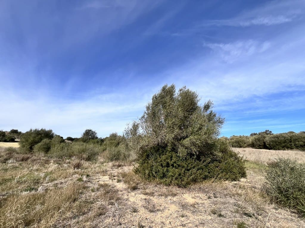 Grunde uden byggetilladelser til salg i Muro - € 279.000 (Ref: 7300128)