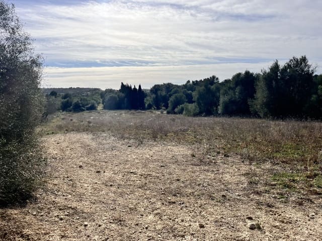 Undeveloped Land for sale in Muro - € 279,000 (Ref: 7300128)