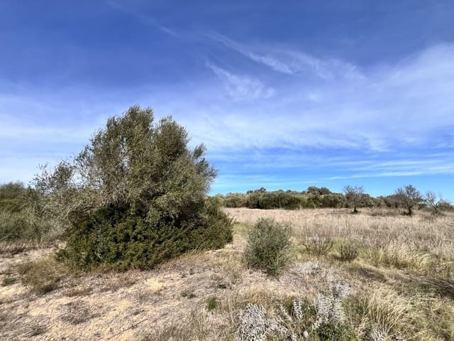 Undeveloped Land for sale in Muro - € 279,000 (Ref: 7300128)