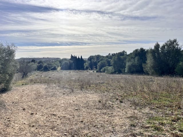 Undeveloped Land for sale in Muro - € 279,000 (Ref: 7300128)