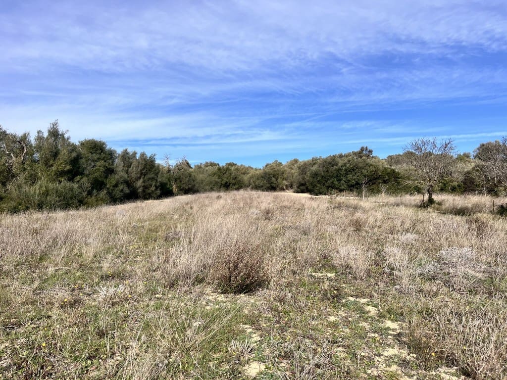 Grunde uden byggetilladelser til salg i Muro - € 279.000 (Ref: 7300128)