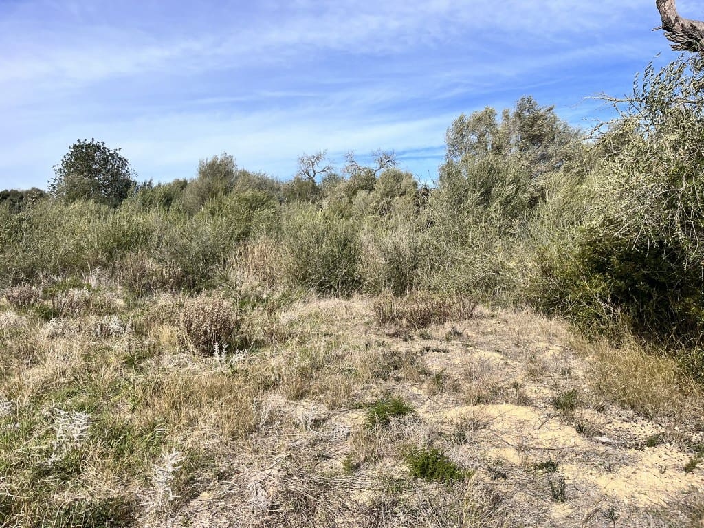 Grunde uden byggetilladelser til salg i Muro - € 279.000 (Ref: 7300128)