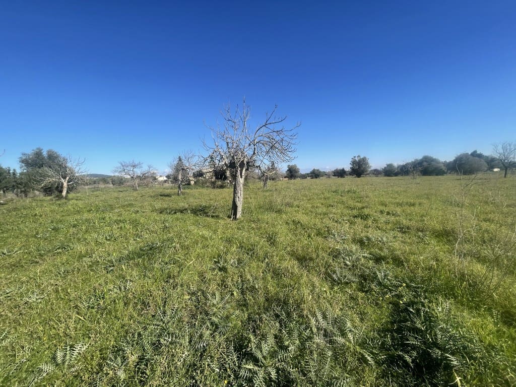 Teren niezagospodarowany na sprzedaż w Selva - 375 000 € (Ref: 7378861)