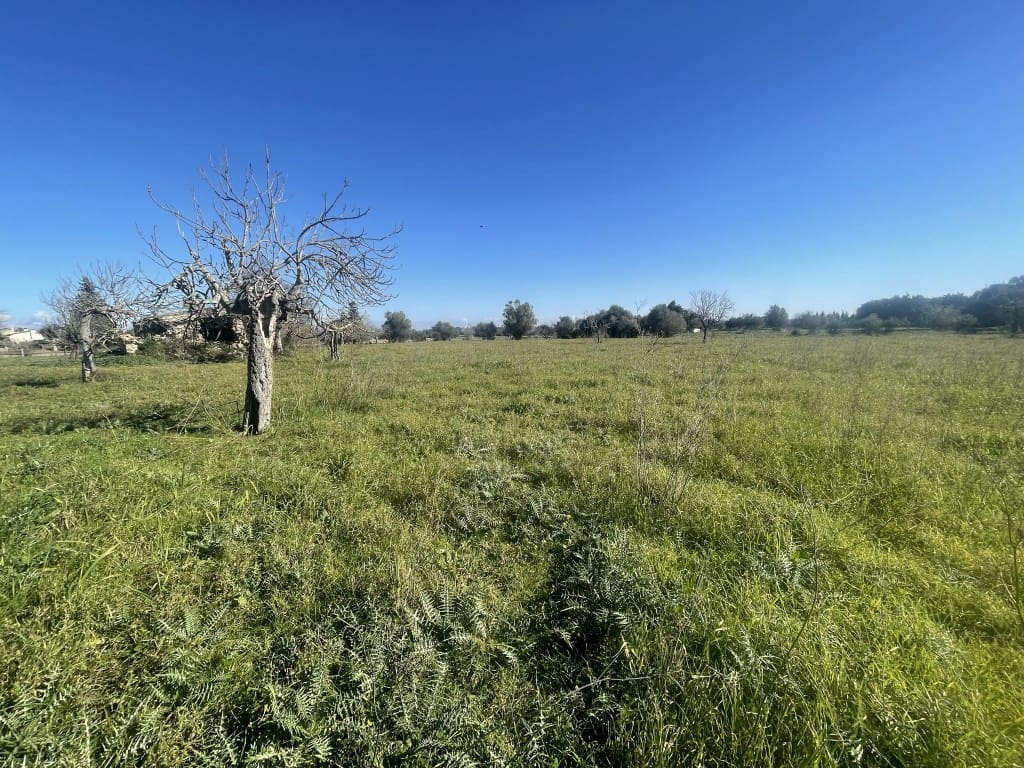 Teren niezagospodarowany na sprzedaż w Selva - 375 000 € (Ref: 7378861)