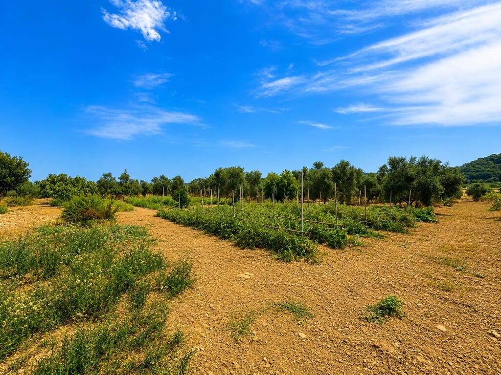 Grond te koop in Alcudia - € 550.000 (Ref: 9990332)