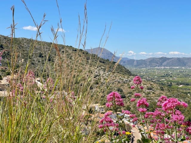 Bouwgrond te koop in Pedreguer - € 135.000 (Ref: 9781408)