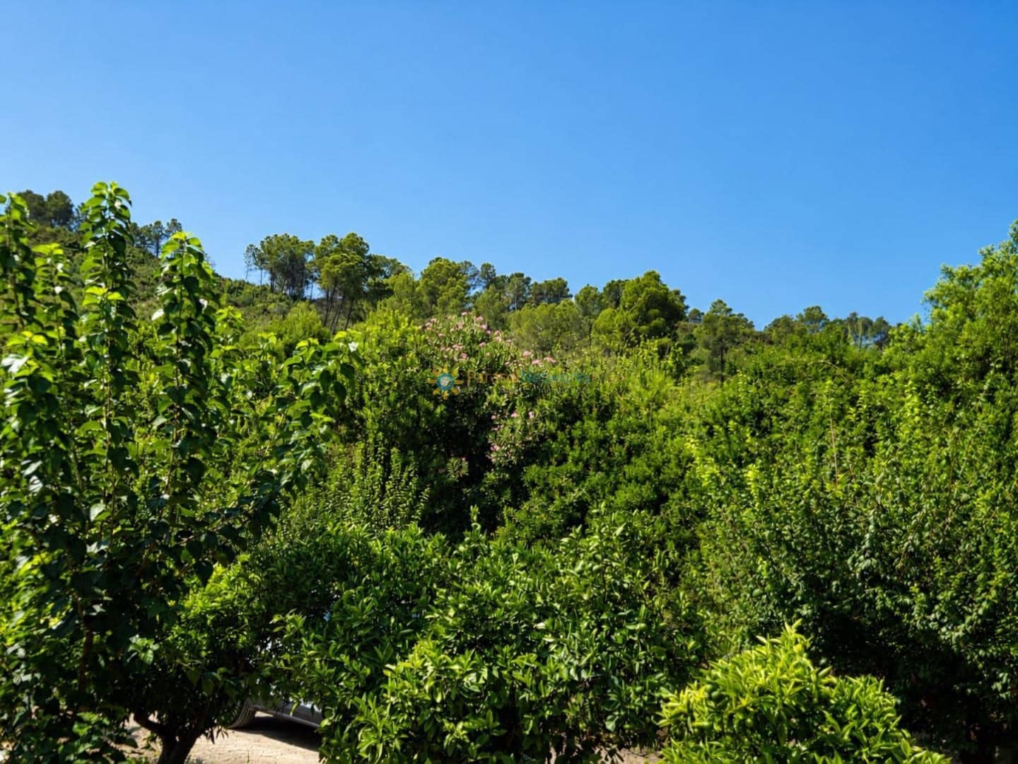 Landgrundstück zu verkaufen in Sellent - 65.000 € (Ref: 10002427)