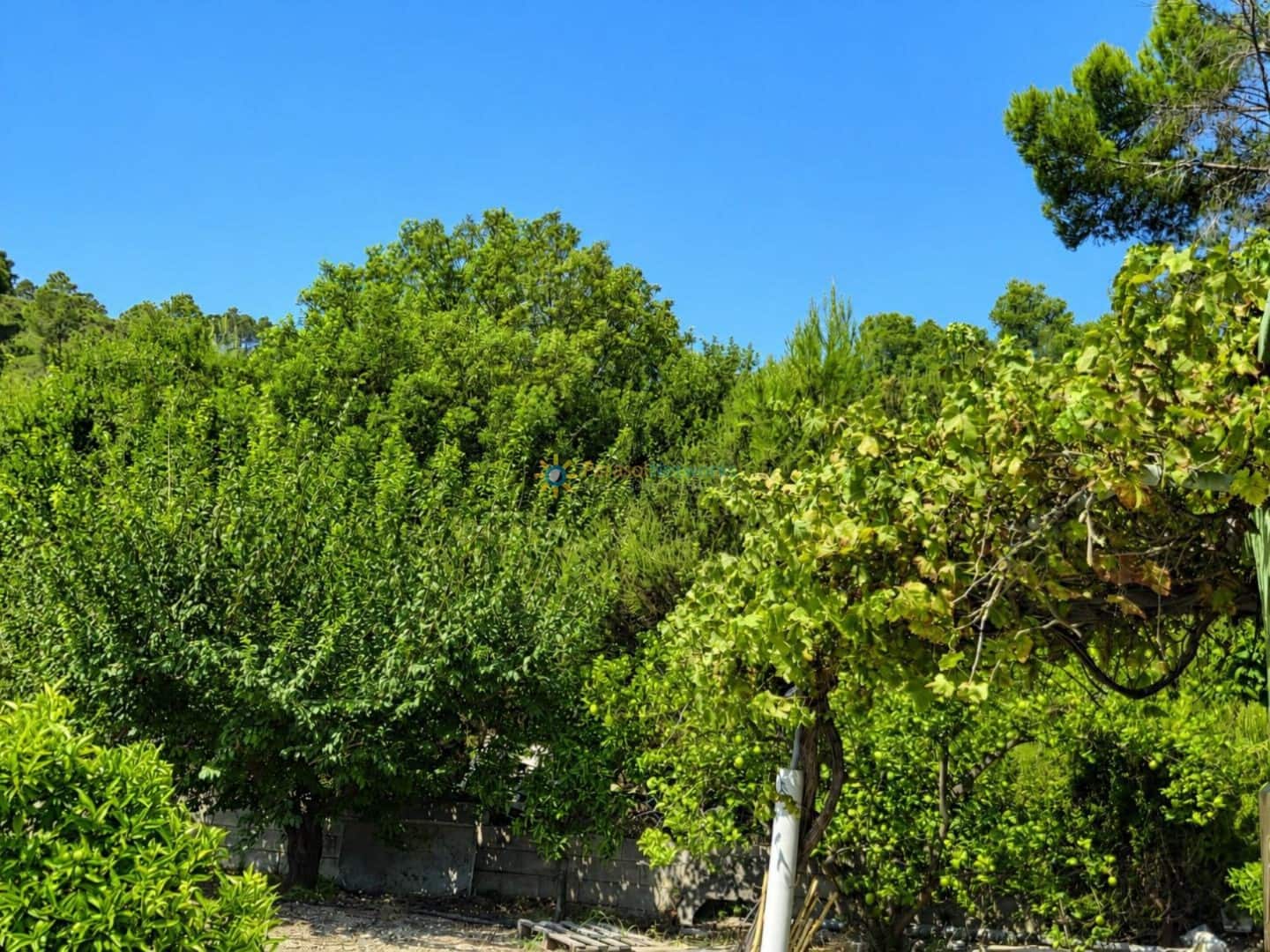 Landgrundstück zu verkaufen in Sellent - 65.000 € (Ref: 10002427)
