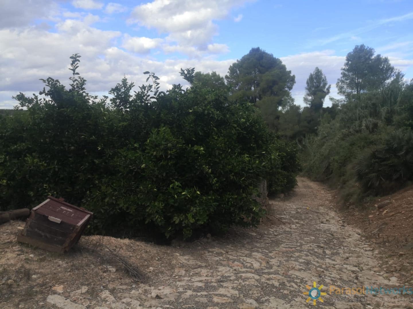 Mark till salu i Sellent - 31 000 € (Ref: 10004769)