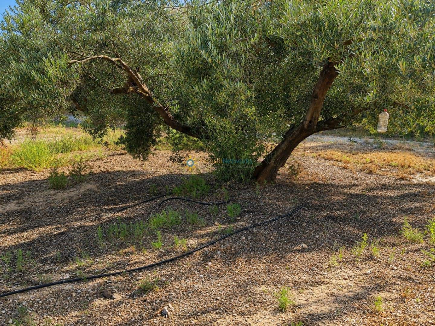 Undeveloped Land for sale in Guadasequies - € 73,000 (Ref: 10009974)