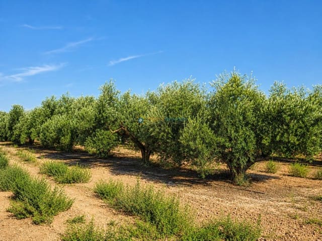 Terreno Non Edificato in vendita in Guadasequies - 73.000 € (Rif: 10009974)