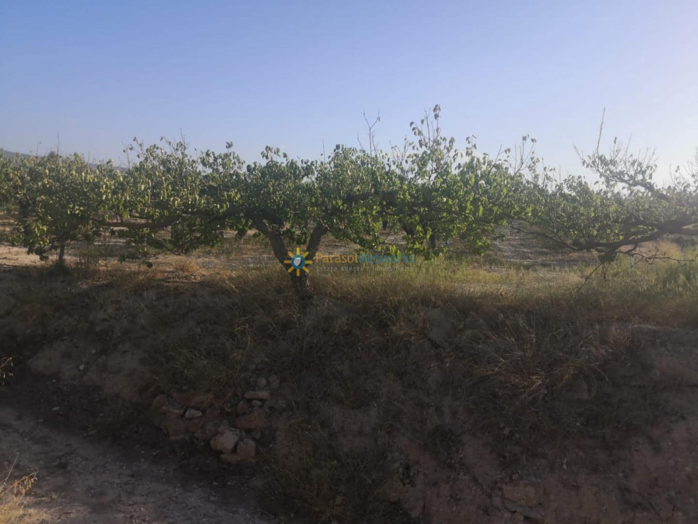 Terre non Aménagée à vendre à Albaida - 100 000 € (Ref: 10019820)