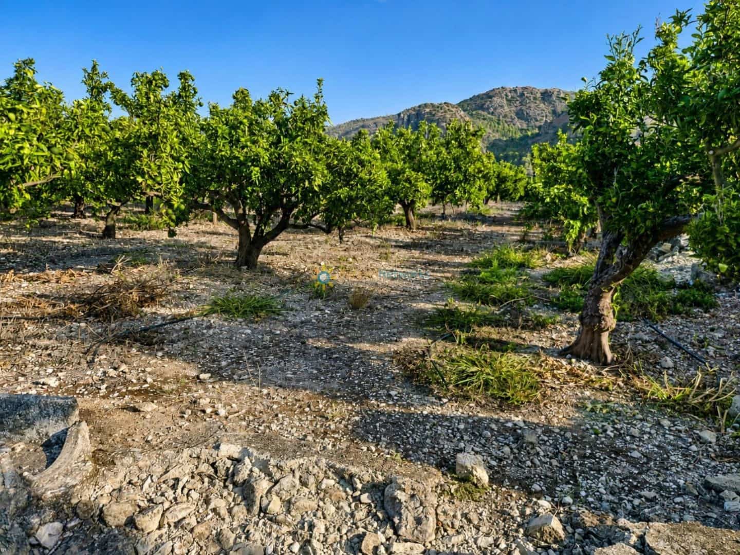 Terreno para Construção para venda em Pego - 130 000 € (Ref: 10019916)