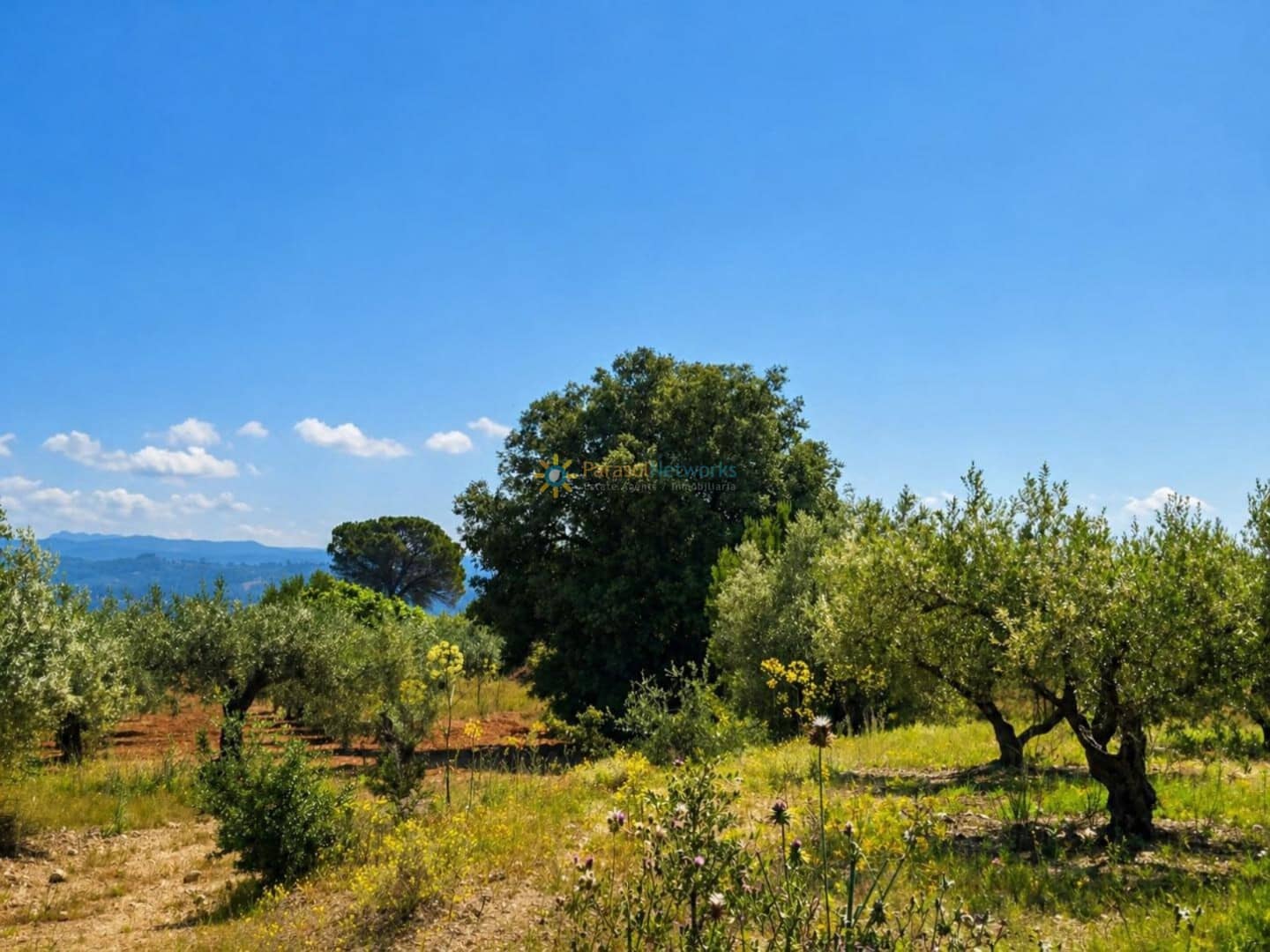 Terre non Aménagée à vendre à Bellus - 21 000 € (Ref: 10024568)