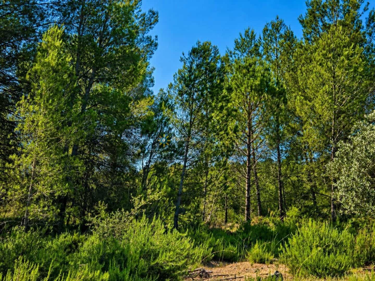 Terre non Aménagée à vendre à Bellus - 21 000 € (Ref: 10024568)