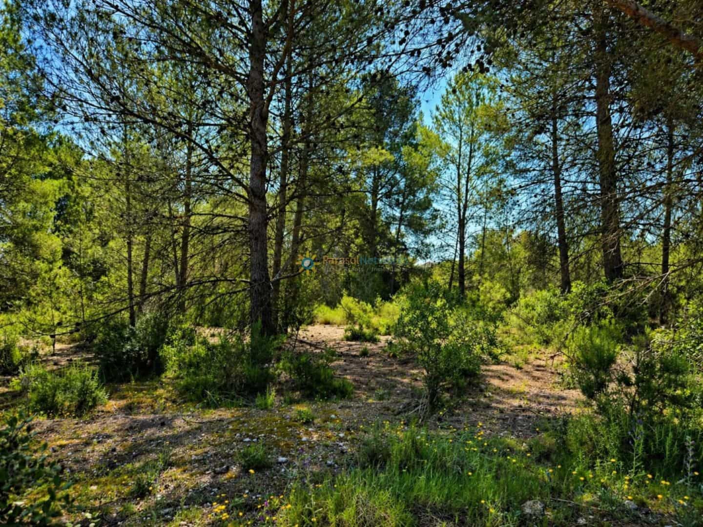 Terre non Aménagée à vendre à Bellus - 21 000 € (Ref: 10024568)