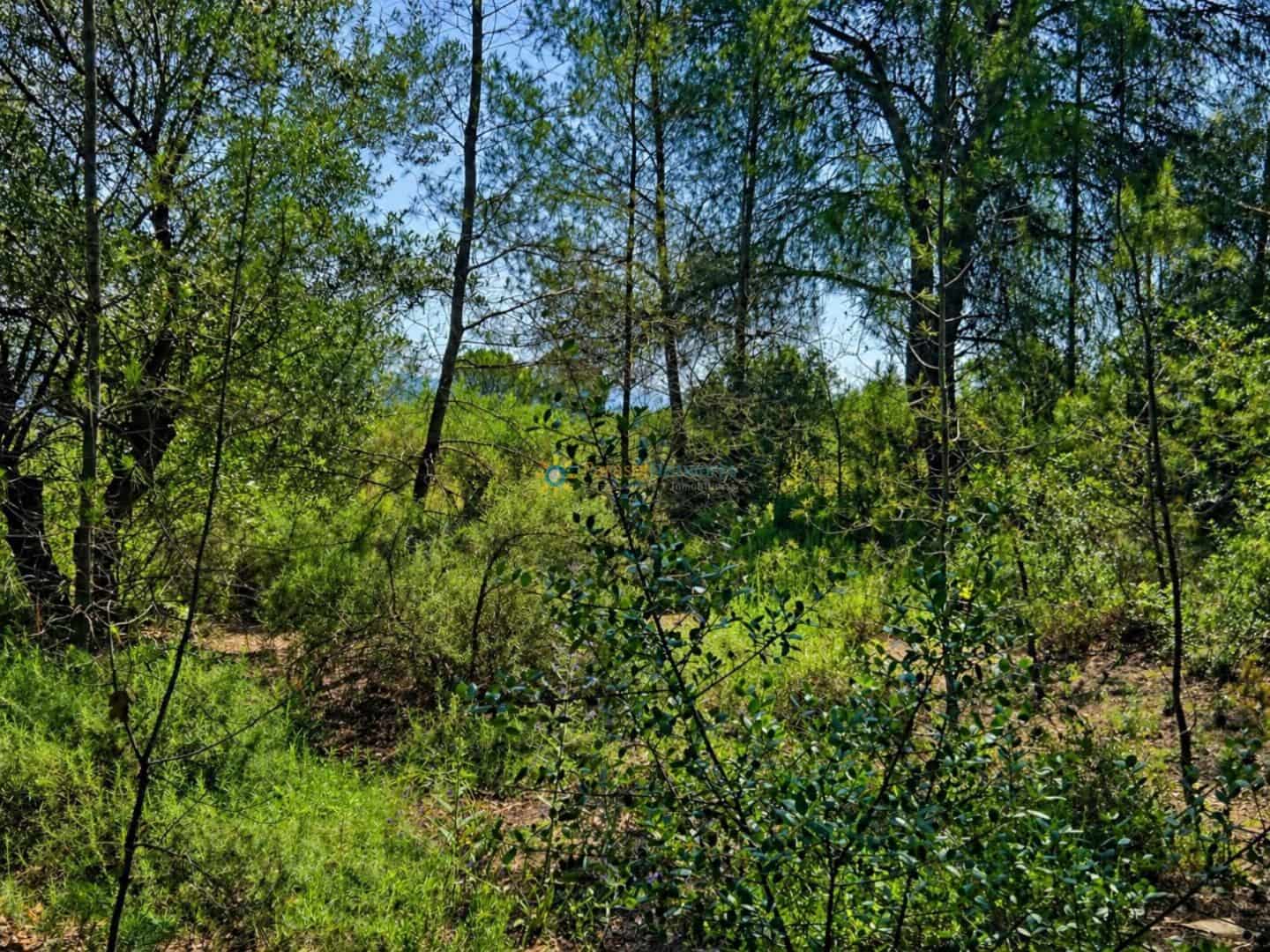 Terre non Aménagée à vendre à Bellus - 21 000 € (Ref: 10024568)