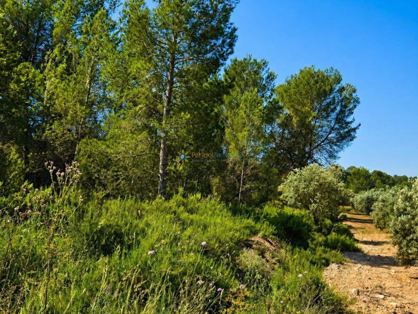 Terre non Aménagée à vendre à Bellus - 21 000 € (Ref: 10024568)