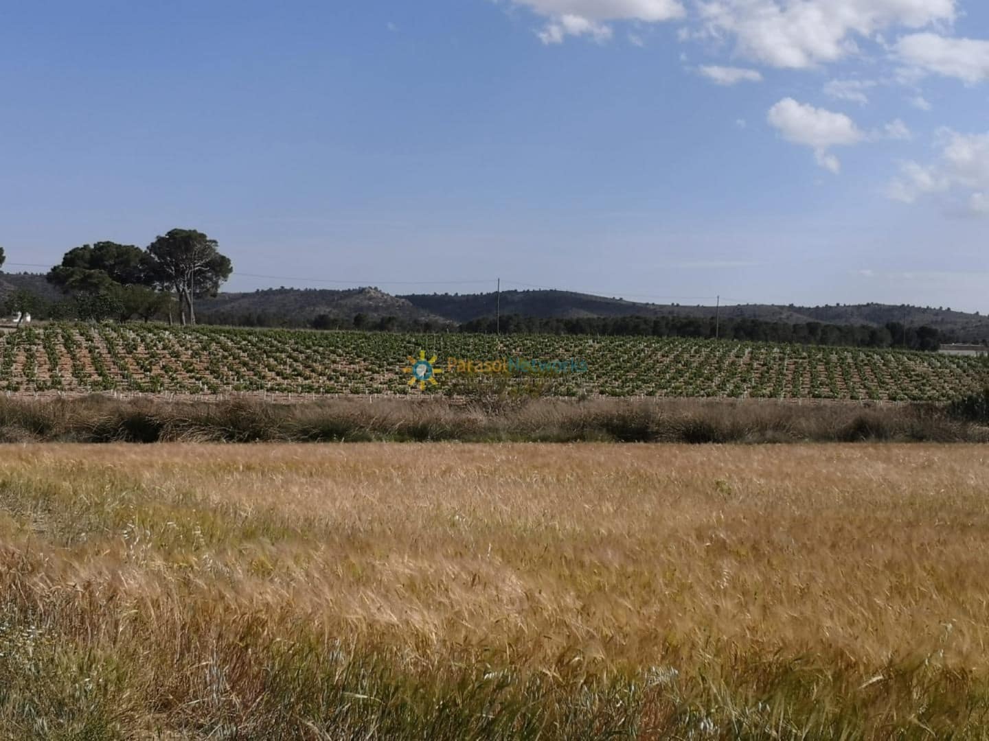 3 Zimmer Finca/Landgut zu verkaufen in Villena - 1.000.000 € (Ref: 10024882)