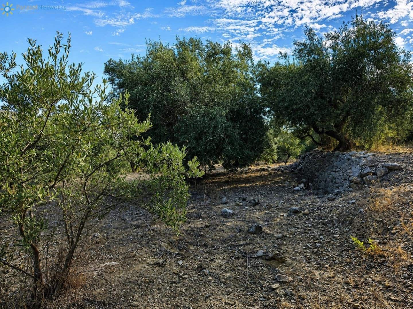 Terreno Não Urbanizado para venda em L'Atzuvia - 25 000 € (Ref: 10026575)