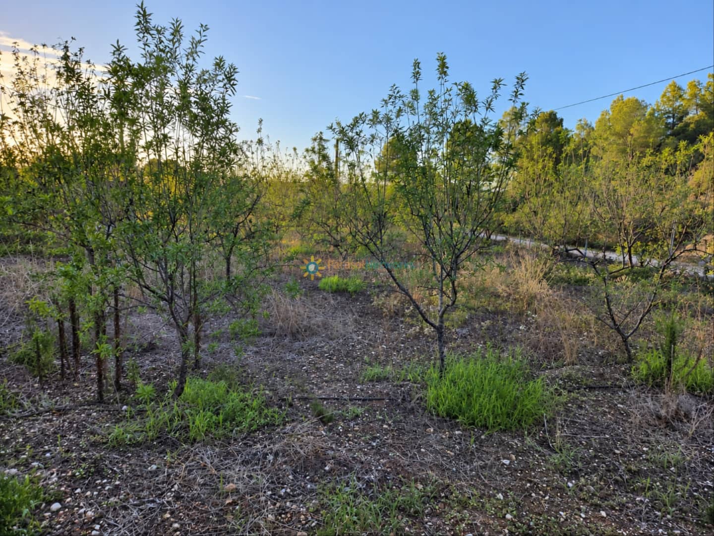 3 soverom Villa til salgs i Xeresa med svømmebasseng garasje - € 250 000 (Ref: 10135170)