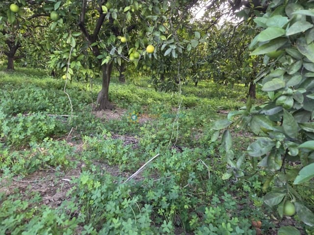 Undeveloped Land for sale in Oliva Pueblo, Oliva - € 15,000 (Ref: 9420665)