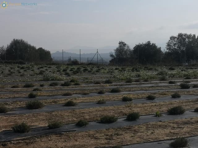 Terre non Aménagée à vendre à Benigánim - 69 000 € (Ref: 9518051)