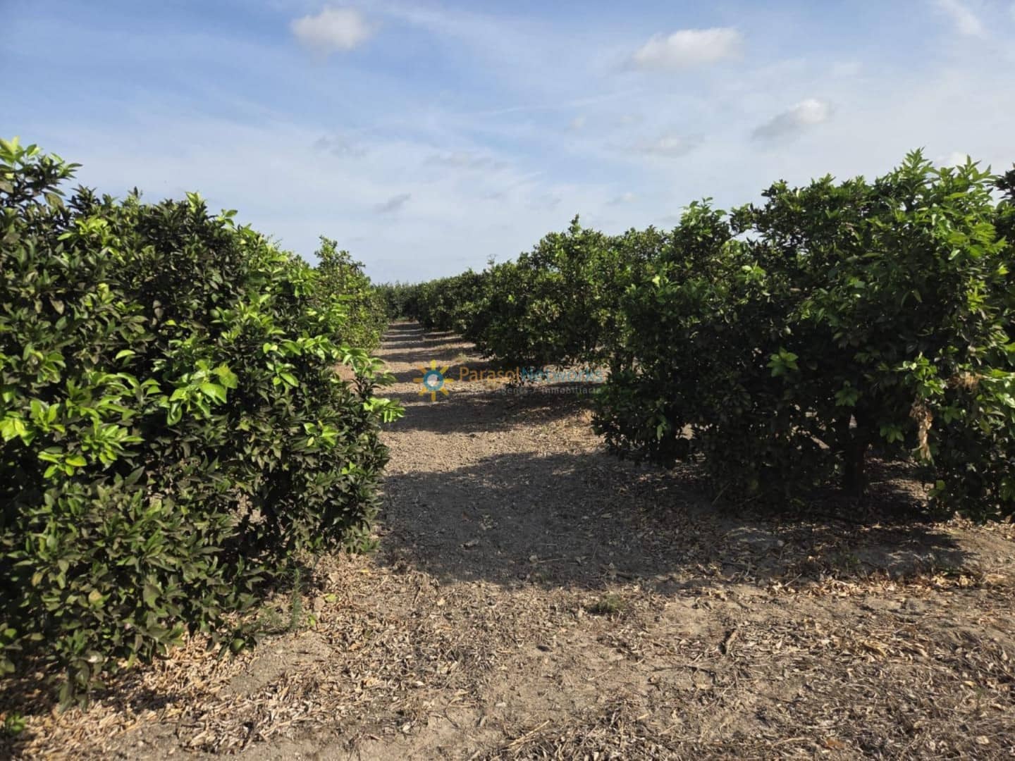 Finca/Landehus til salg i Senyera - € 65.000 (Ref: 9523566)