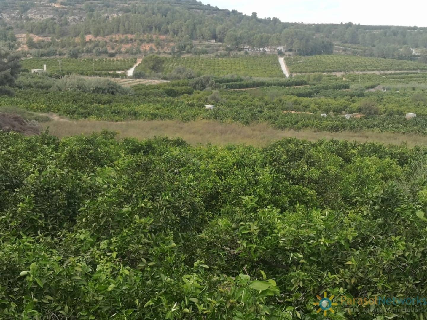 Undeveloped Land for sale in Sellent - € 31,000 (Ref: 9539604)