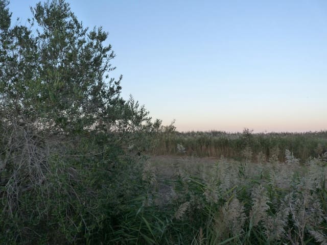 Bouwgrond te koop in Pego - € 50.000 (Ref: 9550360)