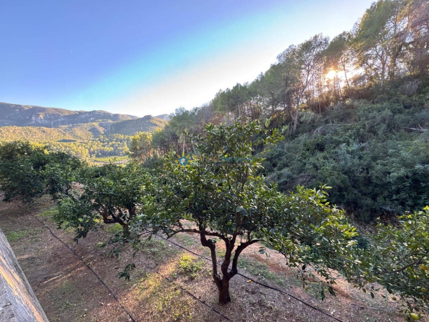 Ubebygd land til salgs i Simat de la Valldigna - € 38 000 (Ref: 9552783)